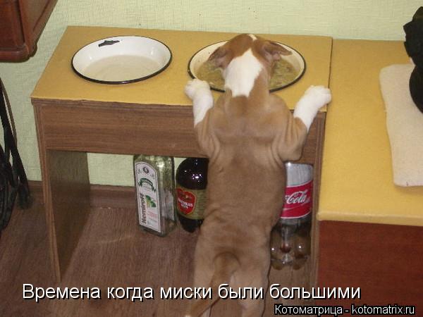 Времена когда миски были большими... Котоматрица: Времена когда миски были большими