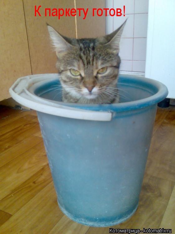К паркету готов!... Котоматрица: К паркету готов!