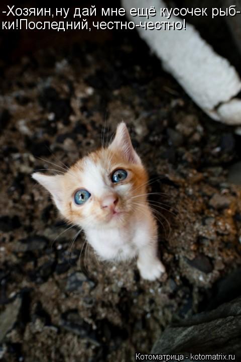 Котоматрица: -Хозяин,ну дай мне ещё кусочек рыб- ки!Последний,честно-честно!