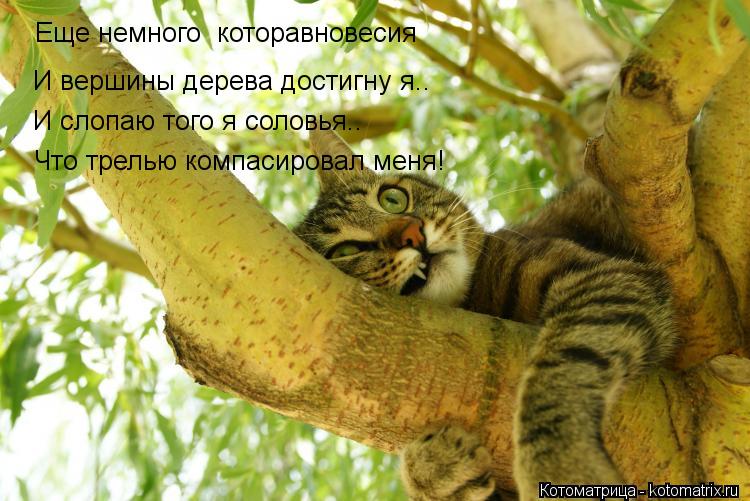 Еще немного которавновесия И вершины дерева достигну я.. И слопаю того я соловья.. Что трелью компас... Котоматрица: Еще немного которавновесия И вершины дерева достигну я.. И слопаю того я соловья.. Что трелью компасировал меня!