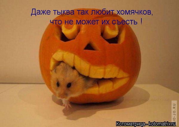 Котоматрица: Даже тыква так любит хомячков, что не может их съесть !