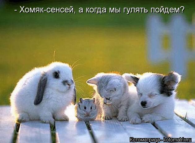 - Хомяк-сенсей, а когда мы гулять пойдем?... Котоматрица: - Хомяк-сенсей, а когда мы гулять пойдем?