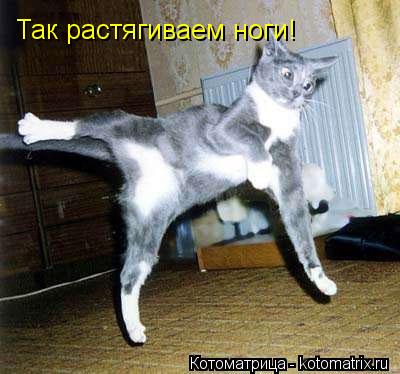 Так растягиваем ноги!... Котоматрица: Так растягиваем ноги!