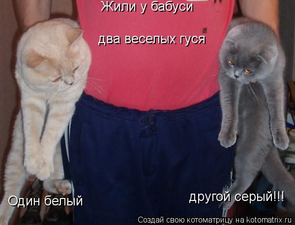 Жили у бабуси два веселых гуся Один белый другой серый!!!... Котоматрица: Жили у бабуси два веселых гуся Один белый другой серый!!!