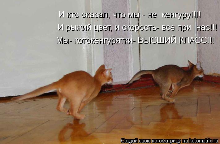 И кто сказал, что мы - не кенгуру!!!! И рыжий цвет, и скорость- все при нас!!! Мы- котокенгурятки- ... Котоматрица: И кто сказал, что мы - не кенгуру!!!! И рыжий цвет, и скорость- все при нас!!! Мы- котокенгурятки- ВЫСШИЙ КЛАСС!!!