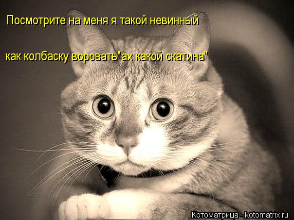 Посмотрите на меня я такой невинный как колбаску воровать"ах какой скатина"... Котоматрица: Посмотрите на меня я такой невинный как колбаску воровать"ах какой скатина"