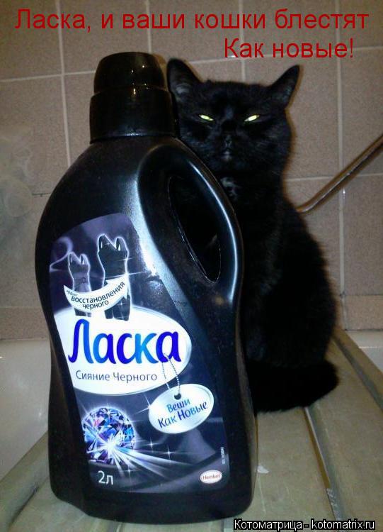 Ласка, и ваши кошки блестят Как новые!... Котоматрица: Ласка, и ваши кошки блестят Как новые!
