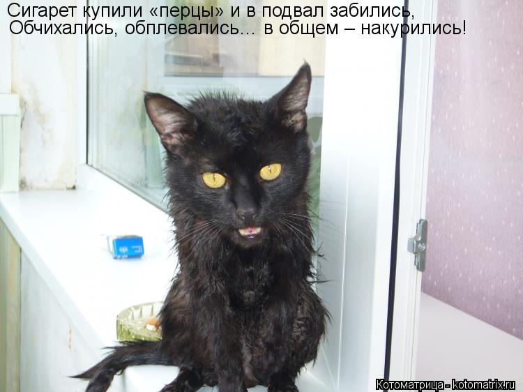 Котоматрица: Сигарет купили «перцы» и в подвал забились, Обчихались, обплевались… в общем – накурились!