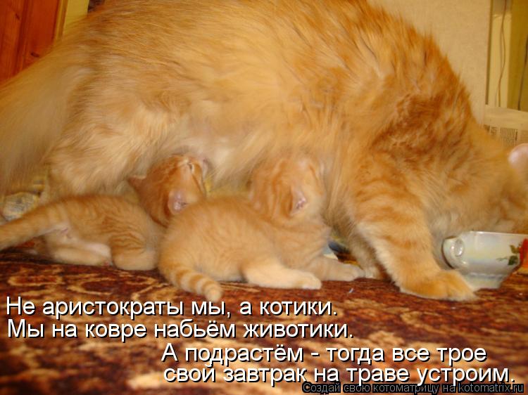 Не аристократы мы, а котики. Мы на ковре набьём животики. свой завтрак на траве устроим. А подрастём ... Котоматрица: Не аристократы мы, а котики. Мы на ковре набьём животики. свой завтрак на траве устроим. А подрастём - тогда все трое
