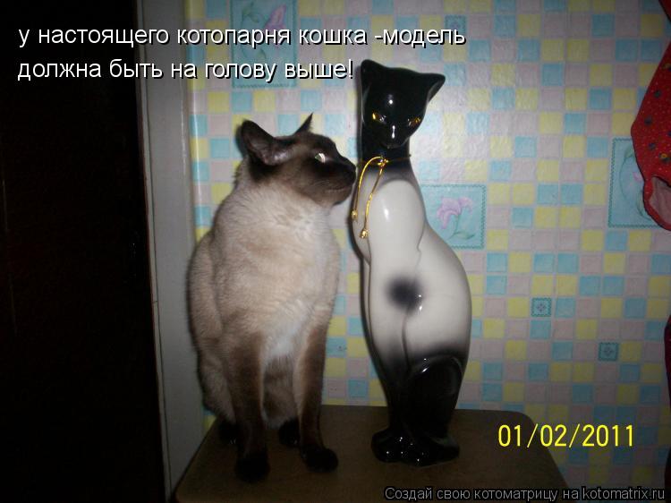 Котоматрица: у настоящего котопарня кошка -модель должна быть на голову выше!