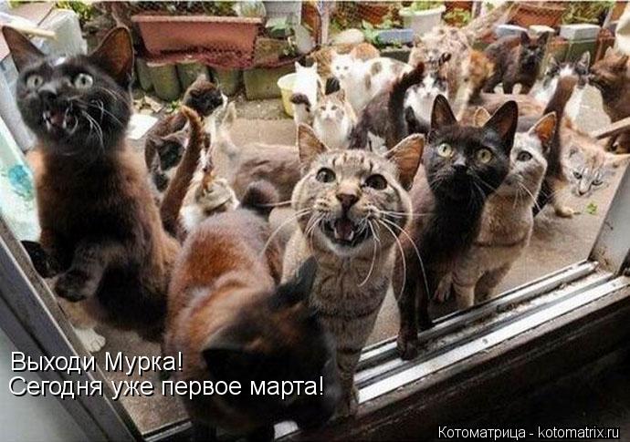 Выходи Мурка! Сегодня уже первое марта!... Котоматрица: Выходи Мурка! Сегодня уже первое марта!