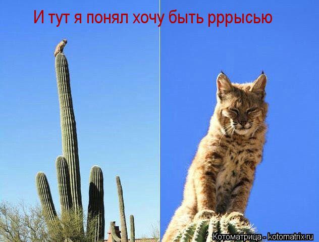 И тут я понял хочу быть рррысью... Котоматрица: И тут я понял хочу быть рррысью