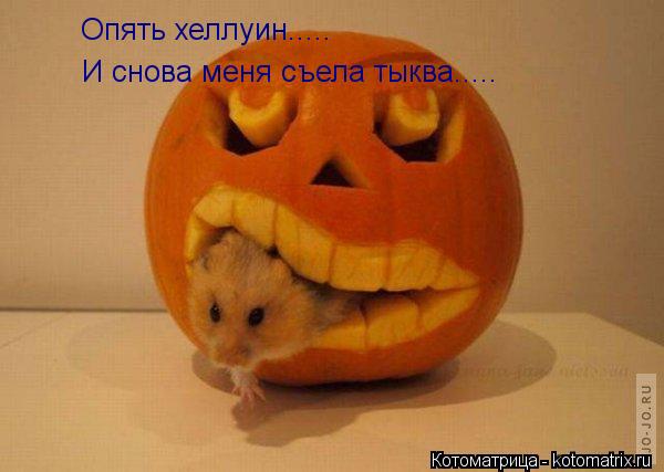 Опять хеллуин..... И снова меня съела тыква........ Котоматрица: Опять хеллуин..... И снова меня съела тыква.....