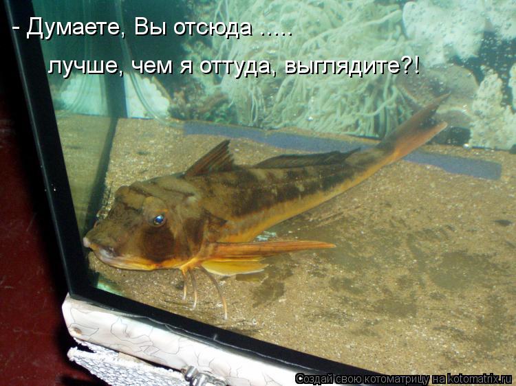 - Думаете, Вы отсюда ..... лучше, чем я оттуда, выглядите?!... Котоматрица: - Думаете, Вы отсюда ..... лучше, чем я оттуда, выглядите?!