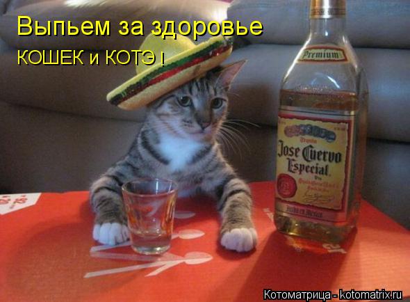 КОШЕК и КОТЭ ! Выпьем за здоровье... Котоматрица: КОШЕК и КОТЭ ! Выпьем за здоровье