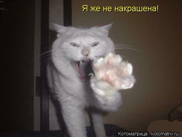 Я же не накрашена!... Котоматрица: Я же не накрашена!