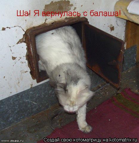 Котоматрица: Ша! Я вернулась с балаша!