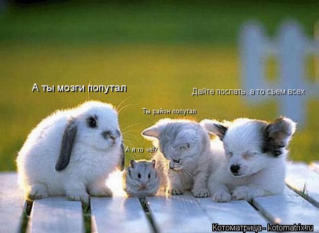 Ты район попутал А ты мозги попутал А я то чё!? Дайте поспать, а то съем всех... Котоматрица: Ты район попутал А ты мозги попутал А я то чё!? Дайте поспать, а то съем всех