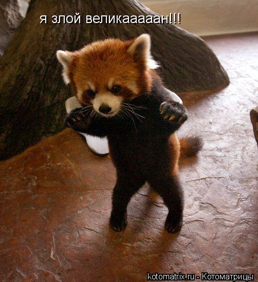 я злой великааааан!!!... Котоматрица: я злой великааааан!!!