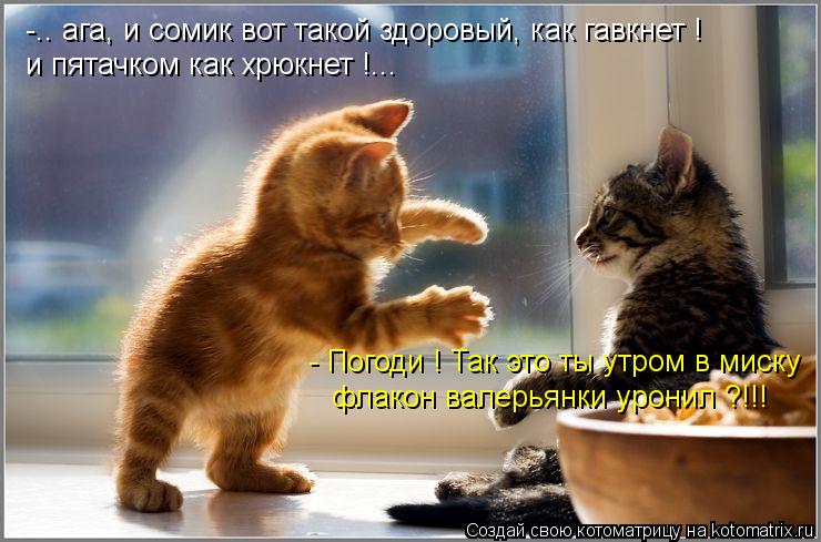 -.. ага, и сомик вот такой здоровый, как гавкнет ! и пятачком как хрюкнет !... - Погоди ! Так это ты ... Котоматрица: -.. ага, и сомик вот такой здоровый, как гавкнет ! и пятачком как хрюкнет !... - Погоди ! Так это ты утром в миску флакон валерьянки уронил ?!!!