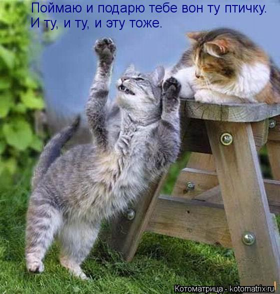 Поймаю и подарю тебе вон ту птичку. И ту, и ту, и эту тоже.... Котоматрица: Поймаю и подарю тебе вон ту птичку. И ту, и ту, и эту тоже.