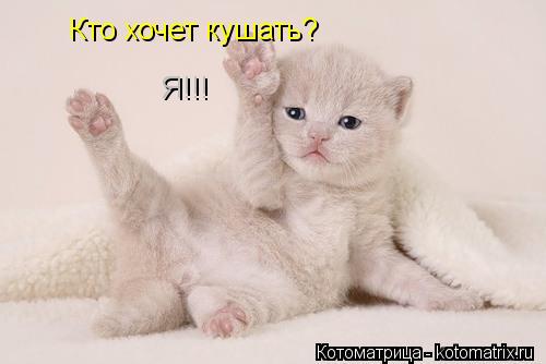 Кто хочет кушать? Я!!!... Котоматрица: Кто хочет кушать? Я!!!