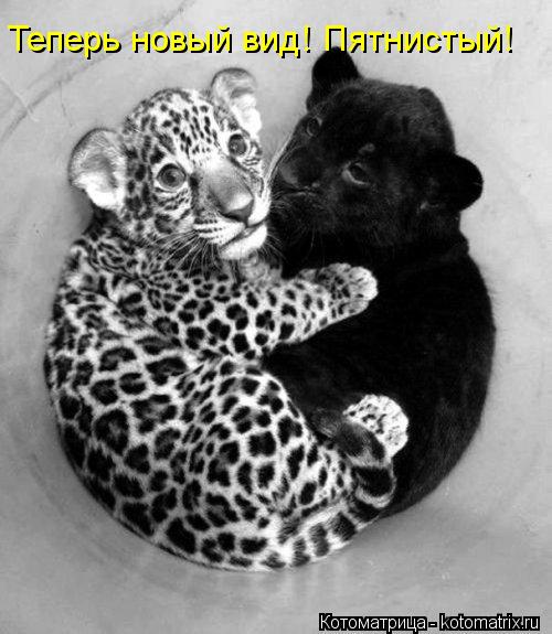 Теперь новый вид! Пятнистый!... Котоматрица: Теперь новый вид! Пятнистый!