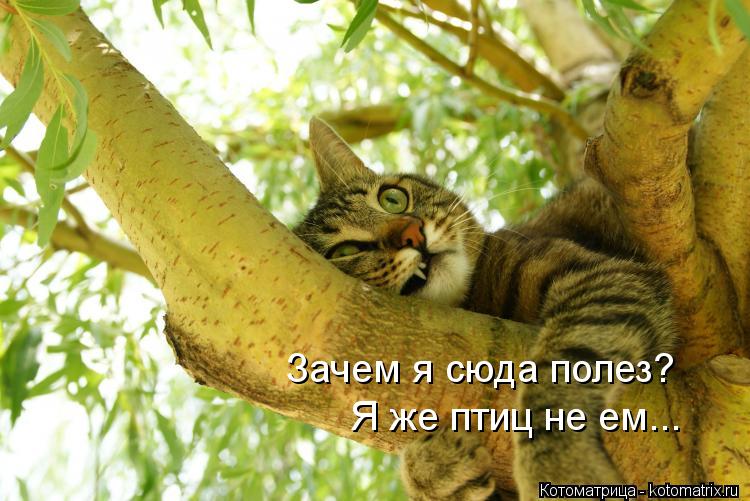 Зачем я сюда полез? Я же птиц не ем...... Котоматрица: Зачем я сюда полез? Я же птиц не ем...