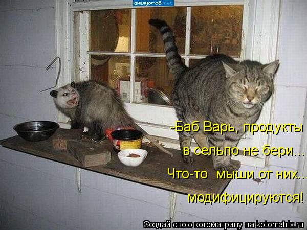 Котоматрица: -Баб Варь, продукты модифицируются! в сельпо не бери... Что-то  мыши от них...