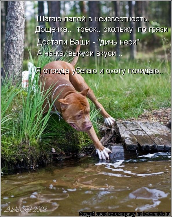 Шагаю лапой в неизвестность... Дощечка... треск.. скольжу по грязи Достали Ваши - "дичь неси" А на-к... Котоматрица: Шагаю лапой в неизвестность... Дощечка... треск.. скольжу по грязи Достали Ваши - "дичь неси" А на-ка, выкуси вкуси... Я отсюда убегаю и охоту пок