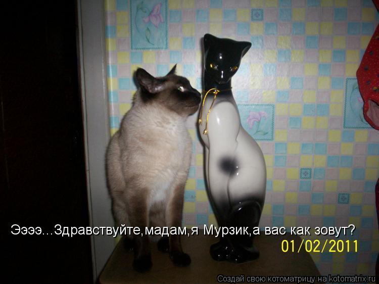 Котоматрица: Ээээ...Здравствуйте,мадам,я Мурзик,а вас как зовут?