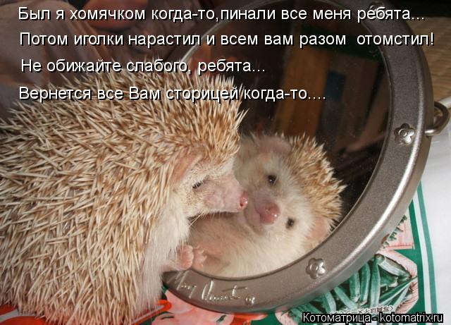 Был я хомячком когда-то,пинали все меня ребята... Потом иголки нарастил и всем вам разом отомстил! Н... Котоматрица: Был я хомячком когда-то,пинали все меня ребята... Потом иголки нарастил и всем вам разом отомстил! Не обижайте слабого, ребята... Вернется все