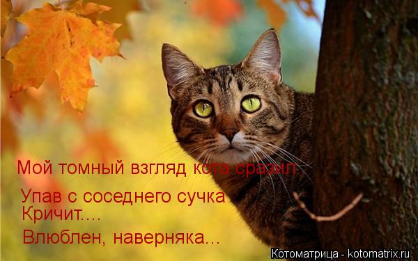Мой томный взгляд кота сразил.. Упав с соседнего сучка Кричит.... Влюблен, наверняка...... Котоматрица: Мой томный взгляд кота сразил.. Упав с соседнего сучка Кричит.... Влюблен, наверняка...
