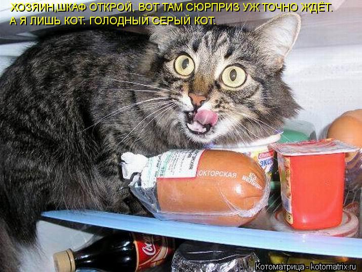 ХОЗЯИН,ШКАФ ОТКРОЙ, ВОТ ТАМ СЮРПРИЗ УЖ ТОЧНО ЖДЁТ. А Я ЛИШЬ КОТ. ГОЛОДНЫЙ СЕРЫЙ КОТ.... Котоматрица: ХОЗЯИН,ШКАФ ОТКРОЙ, ВОТ ТАМ СЮРПРИЗ УЖ ТОЧНО ЖДЁТ. А Я ЛИШЬ КОТ. ГОЛОДНЫЙ СЕРЫЙ КОТ.