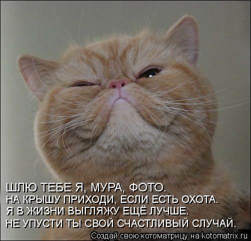 ШЛЮ ТЕБЕ Я, МУРА, ФОТО. НА КРЫШУ ПРИХОДИ, ЕСЛИ ЕСТЬ ОХОТА. Я В ЖИЗНИ ВЫГЛЯЖУ ЕЩЁ ЛУЧШЕ. НЕ УПУСТИ ТЫ ... Котоматрица: ШЛЮ ТЕБЕ Я, МУРА, ФОТО. НА КРЫШУ ПРИХОДИ, ЕСЛИ ЕСТЬ ОХОТА. Я В ЖИЗНИ ВЫГЛЯЖУ ЕЩЁ ЛУЧШЕ. НЕ УПУСТИ ТЫ СВОЙ СЧАСТЛИВЫЙ СЛУЧАЙ.