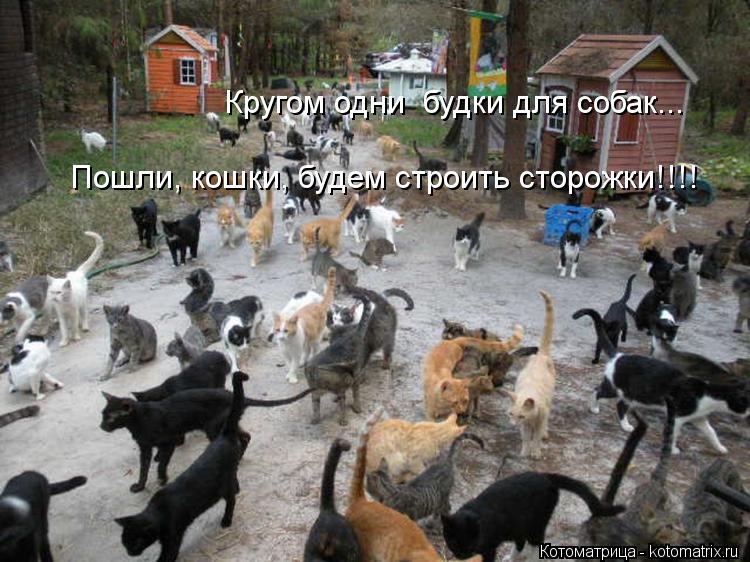 Кругом одни будки для собак... Пошли, кошки, будем строить сторожки!!!!... Котоматрица: Кругом одни будки для собак... Пошли, кошки, будем строить сторожки!!!!