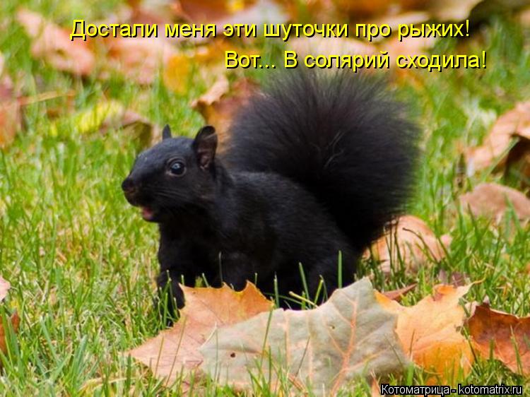 Достали меня эти шуточки про рыжих! Вот... В солярий сходила!... Котоматрица: Достали меня эти шуточки про рыжих! Вот... В солярий сходила!