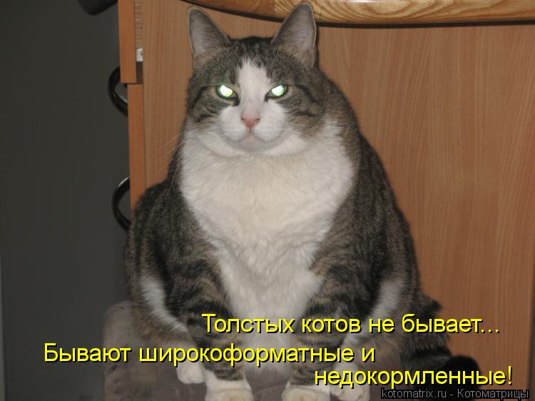Толстых котов не бывает... Бывают широкоформатные и недокормленные!... Котоматрица: Толстых котов не бывает... Бывают широкоформатные и недокормленные!