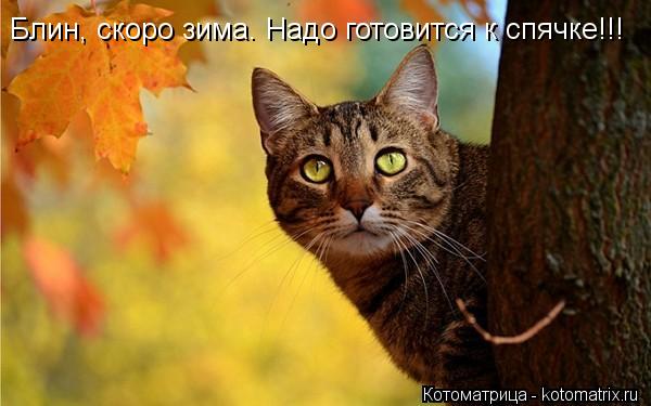 Блин, скоро зима. Надо готовится к спячке!!!... Котоматрица: Блин, скоро зима. Надо готовится к спячке!!!