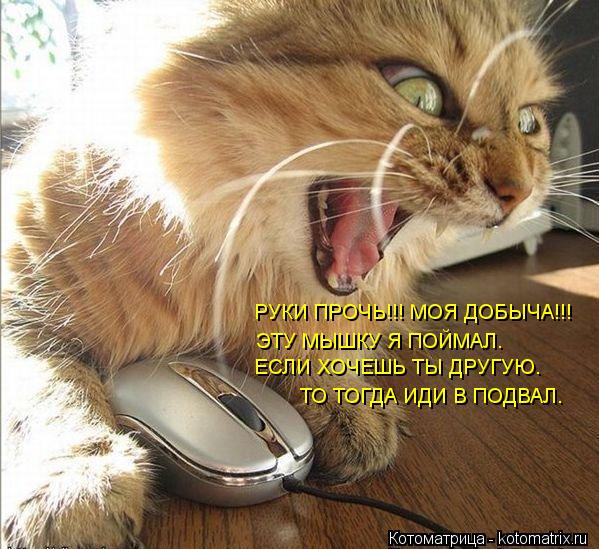РУКИ ПРОЧЬ!!! МОЯ ДОБЫЧА!!! ЭТУ МЫШКУ Я ПОЙМАЛ. ЕСЛИ ХОЧЕШЬ ТЫ ДРУГУЮ. ТО ТОГДА ИДИ В ПОДВАЛ.... Котоматрица: РУКИ ПРОЧЬ!!! МОЯ ДОБЫЧА!!! ЭТУ МЫШКУ Я ПОЙМАЛ. ЕСЛИ ХОЧЕШЬ ТЫ ДРУГУЮ. ТО ТОГДА ИДИ В ПОДВАЛ.