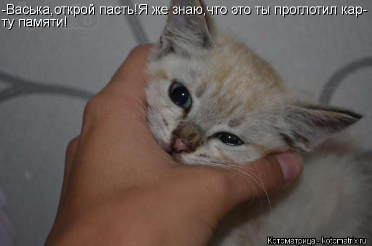 -Васька,открой пасть!Я же знаю,что это ты проглотил кар- ту памяти!... Котоматрица: -Васька,открой пасть!Я же знаю,что это ты проглотил кар- ту памяти!