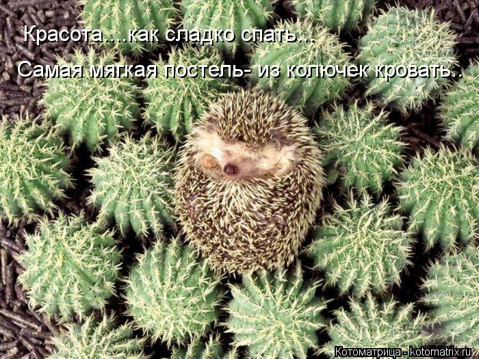 Красота....как сладко спать... Самая мягкая постель- из колючек кровать..... Котоматрица: Красота....как сладко спать... Самая мягкая постель- из колючек кровать..