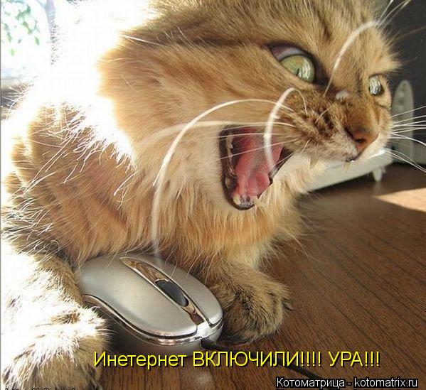Инетернет ВКЛЮЧИЛИ!!!! УРА!!!... Котоматрица: Инетернет ВКЛЮЧИЛИ!!!! УРА!!!