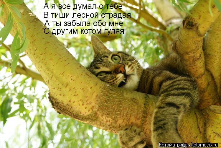 А я все думал о тебе В тиши лесной страдая А ты забыла обо мне С другим котом гуляя... Котоматрица: А я все думал о тебе В тиши лесной страдая А ты забыла обо мне С другим котом гуляя