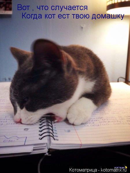 Вот , что случается Когда кот ест твою домашку... Котоматрица: Вот , что случается Когда кот ест твою домашку