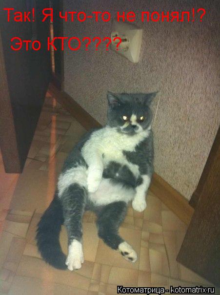 Так! Я что-то не понял!? Это КТО????... Котоматрица: Так! Я что-то не понял!? Это КТО????