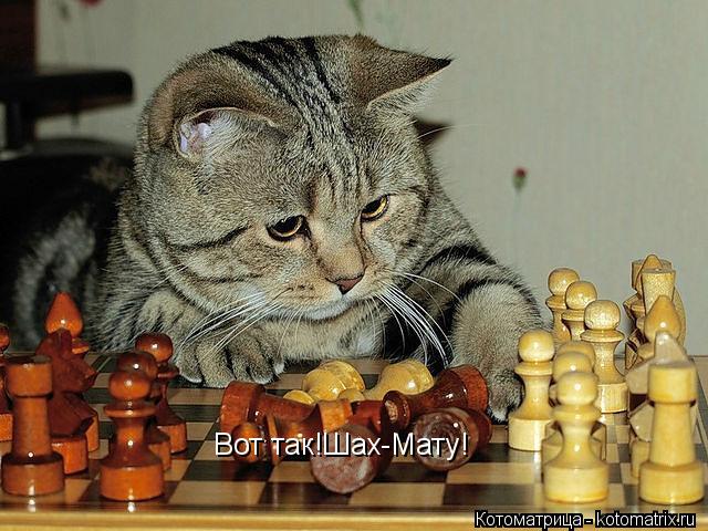 Вот так!Шах-Мату!... Котоматрица: Вот так!Шах-Мату!