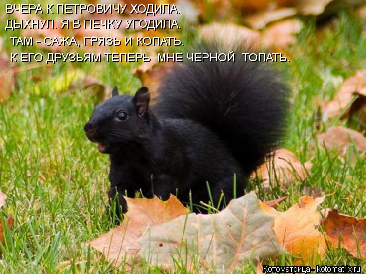 ВЧЕРА К ПЕТРОВИЧУ ХОДИЛА. ДЫХНУЛ. Я В ПЕЧКУ УГОДИЛА. ТАМ - САЖА, ГРЯЗЬ И КОПАТЬ. К ЕГО ДРУЗЬЯМ ТЕПЕРЬ... Котоматрица: ВЧЕРА К ПЕТРОВИЧУ ХОДИЛА. ДЫХНУЛ. Я В ПЕЧКУ УГОДИЛА. ТАМ - САЖА, ГРЯЗЬ И КОПАТЬ. К ЕГО ДРУЗЬЯМ ТЕПЕРЬ МНЕ ЧЕРНОЙ ТОПАТЬ.