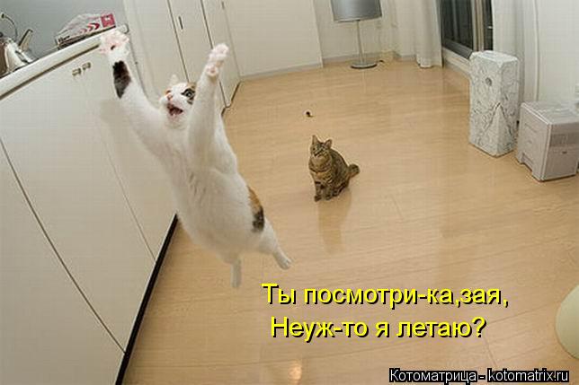 Ты посмотри-ка,зая, Неуж-то я летаю?... Котоматрица: Ты посмотри-ка,зая, Неуж-то я летаю?