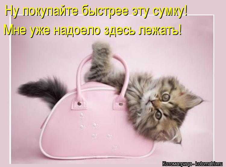 Ну покупайте быстрее эту сумку! Мне уже надоело здесь лежать!... Котоматрица: Ну покупайте быстрее эту сумку! Мне уже надоело здесь лежать!